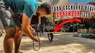 Como ensinar o cachorro vir ao ser chamado, sentar e esperar colocar a guia... Adestramento