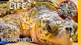 Saving sea turtles from barnacles: a heartwarming battle for survival | Animal rescue compilation