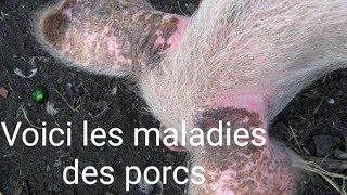 LES MALADIES RÉCURRENTE EN PORCICULTURE