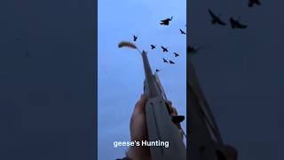 Geese's Hunting