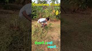 शेतकरी आम्ही कष्टकरी... Short Video... Gudalwar Films...