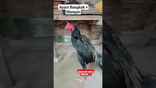 Lancuran Ayam Bangkok × Mangon || Widu Syahdu Semi Kumbang