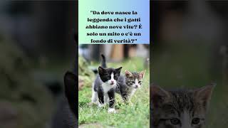 La Leggenda delle Nove Vite #shorts #curiosità #cat #pets #gattini