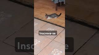 #viralvideo #cat #adote #gatos #adoteumgato #pets #adotaretudodebom #gato #edits #brasil ##memes#sol