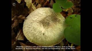 Pluteus hispidulus. Champimaginatis. English Text.