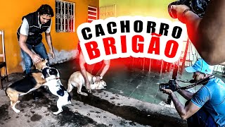 Como fazer o CACHORRO parar de BRIGAR... Adestramento