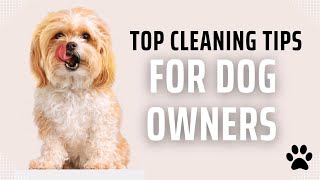 Paws-itively Clean: Top Cleaning Tips for Dog Owners