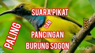 suara pikat dan pancingan burung sogon paling ampuh#pemulakicaukicau