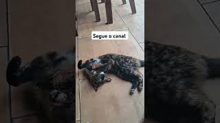 #cat #adoteumgato #adote #shortsbrasil #youtubeshorts #reels #gatos ##gatofofo #dog#triste #alegria