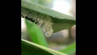 Bizarre looking caterpillar. Read description to know more #bug #caterpillar #weird