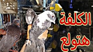 الكلفة هتولع ناار😞😱الحق نفسك//هنفرخ ولا هنبيع الحمام#pigeon