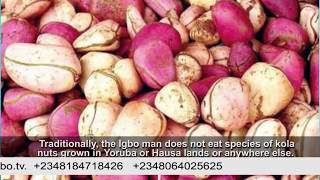 We take u Through  the importance of kola Nuts in Igboland with Eze Igbo na Idu, Osisi Oma..