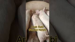 Anak Babi Gendut Netek #peternakbabipemula