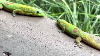 Geckos fighting over territory