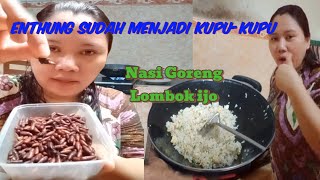 ENTHUNG SUDAH MENJADI KUPU-KUPU ☑️ NASI GORENG LOMBOK IJO ‼️