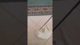 شاهد اذكى قطة انجورا في العالم An intelligent Angora cat