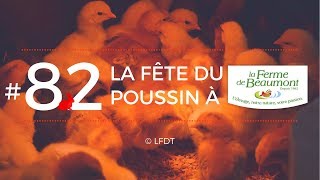 LA FETE DU POUSSIN A LA FERME DE BEAUMONT │LFDT #82