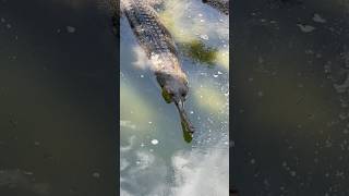 Gharials have a long, thin snout with over 100 sharp teeth, perfect for catching fish.