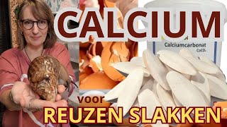 Calcium voor Reuzen slakken ERG belangrijk !