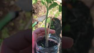 The BEST way to plant tomatoes! #gardening