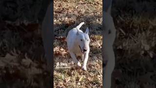 Part 2 Cutest Bull Terrier Puppy Is Just Like Her Mom 🥲🥹❤️🖤 #AKC #BullTerrier #Nita #NitaTwin