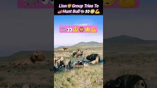 Lion🦁group Tries to hunt bull | bull vs Lion | Lion vs baffalo fight | @Wildshikaari007 | #shorts