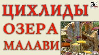 Как содержать чем кормить  Лабидохромис Елоу, Кимпума. Цихлид Озера Малави в 260 литровом аквариуме.