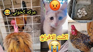 وكوحي كتل طربول 🐓🐓البزون اكلت الافراخ😱😭😭 الشايبه رح تكرك🐔