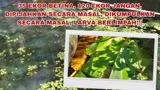 PEMIJAHAN 35 EKOR BETINA 120 EKOR JANTAN PAKAI JARING 1 TEMPAT, MUDAH, CEPAT, HASIL LARVA BERLIMPAH!