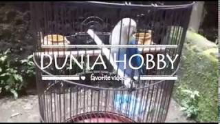 Suara Lovebird biru mangsi ngekek untuk melatih lovebird ngekek panjang