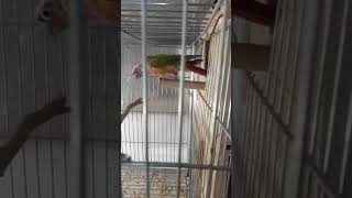 my green cheek pineapple conure pair nest box جفت گرینچیک آنانسی مولد