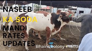 rates bargaining updates/bhains colony mandi/@mandivlogswithEjaz