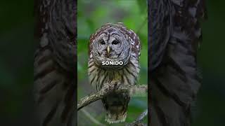 El Sonido De Los Bhuos Barrado... 🦉🌑 #shorts #Bhuos #curiosidades #tiktoks #historias #animales