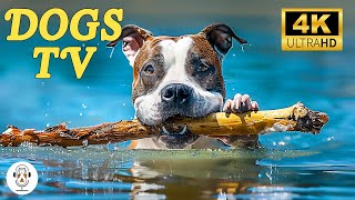 Soothing Music to Calm, Relax, and Help Dogs Sleep | Dog Music Therapy for Relaxation