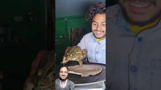 मेंढक ने रोटी बेला @SanjayHarine #comedy #frog #funny #animals #fun #food #frogs #wildlife