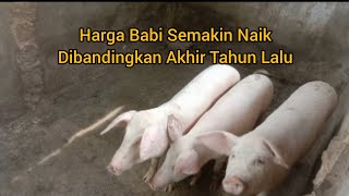 Harga Babi Semakin Naik Dibandingkan Akhir Tahun Lalu