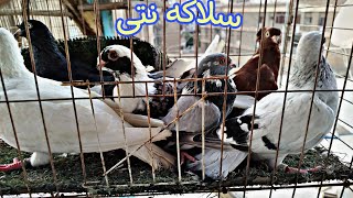 #الطيارة كانت هتضيع الحمام😞🕊️شوف حصل ايه#pigeon