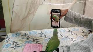 mobile atraction, mittu wants to mobile phone 📱@parrotfunclub