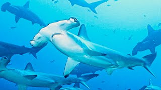 Why Hammerhead Shark Heads Are "T" Shaped