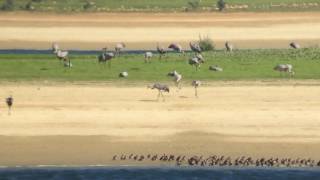 Grues cendrées au Lac du Der (Septembre 2016)