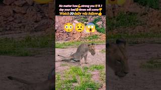 Poor lion🦁😱 | lion attack | lion hunting | so sad | @Wildshikaari007 | #shorts #nature