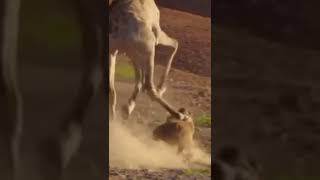 Lion vs Giraffe fight #shorts