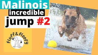 Dog does LONG JUMP - over 6m on dog obstacle course! Belgian Malinois Jumps Slow motion! #shorts