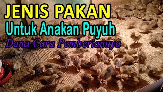 Pakan Untuk Anakan Burung Puyuh