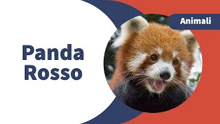 Alla scoperta del panda rosso!