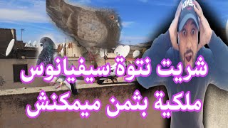 اشتريت انتى سيفيانوس اصيلة بثمن ميمكنش 🤯🤯+توليعة فالدكورة طلقتهم وطلقت دكر سيفيانوس ابيض 😍