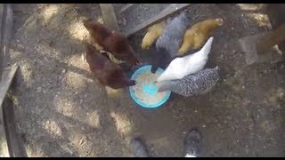 Chickens Behavior - Eating Brown Rice Food - Before and After