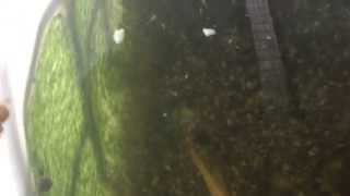 انتاج اصبعيات البلطي {{ تفريخ البلطي }} The eggs hatch and the young exit Tilapia fish