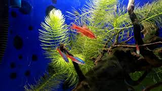 Cherry Barbs & Neon Tetras in a 10-gallon tank