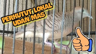 Perkutut lokal alam " Udan Mas "